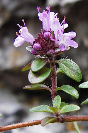 Thymus praecox \ Frhblhender Thymian, Kriech-Quendel / Mother of Thyme, D Fridingen 8.7.2014