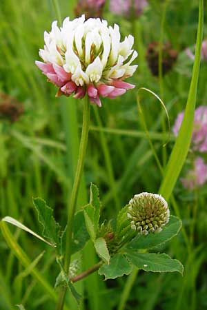 Trifolium hybridum \ Schweden-Klee / Alsike Clover, D Bad Nauheim 26.7.2014