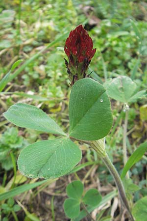 Trifolium incarnatum subsp. incarnatum \ Gewhnlicher Inkarnat-Klee / Crimson Clover, D Deidesheim 27.10.2011