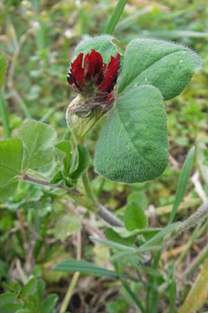 Trifolium incarnatum subsp. incarnatum \ Gewhnlicher Inkarnat-Klee / Crimson Clover, D Deidesheim 27.10.2011