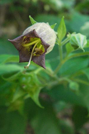 Atropa bella-donna \ Tollkirsche / Deadly Nightshade, D Bensheim 2.7.2007