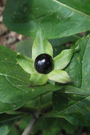 Atropa bella-donna \ Tollkirsche / Deadly Nightshade, D Bensheim 2.7.2007