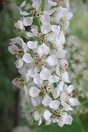 Prunus serotina \ Spte Traubenkirsche / Rum Drupes, D Viernheim 26.5.2008