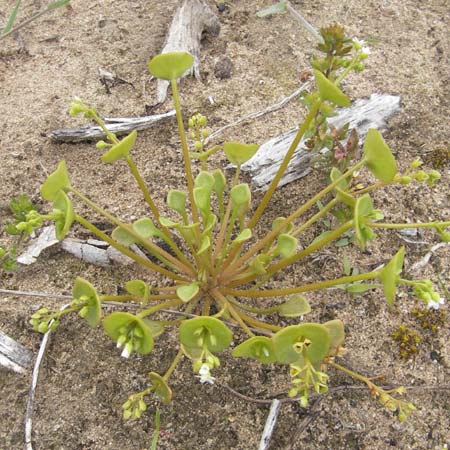 Claytonia perfoliata \ Gewhnliches Tellerkraut, Kuba-Spinat / Miner's Lettuce, D Viernheim 10.5.2010