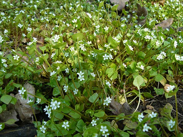 Claytonia perfoliata \ Gewhnliches Tellerkraut, Kuba-Spinat / Miner's Lettuce, D Mannheim 6.4.2014