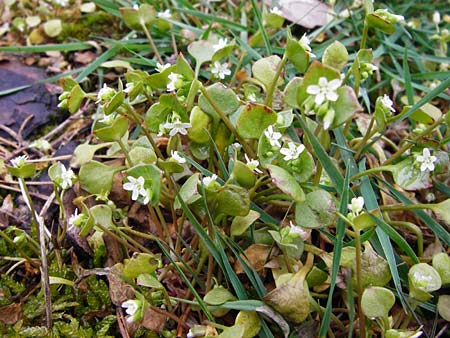 Claytonia perfoliata \ Gewhnliches Tellerkraut, Kuba-Spinat / Miner's Lettuce, D Lorsch 5.4.2014
