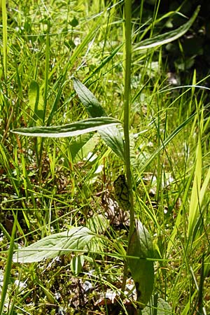 Phyteuma nigrum \ Schwarze Teufelskralle / Black Rampion, D Zwiesel 9.6.2014