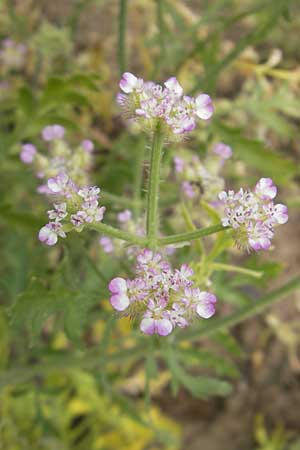 Turgenia latifolia \ Breitblttrige Haftdolde / Greater Bur Parsley, D Botan. Gar.  Universit.  Mainz 11.7.2009