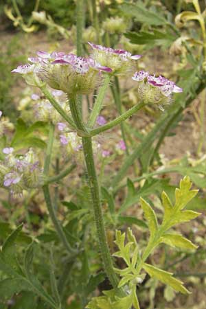 Turgenia latifolia \ Breitblttrige Haftdolde / Greater Bur Parsley, D Botan. Gar.  Universit.  Mainz 11.7.2009