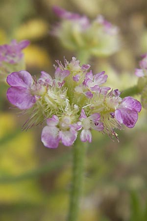 Turgenia latifolia \ Breitblttrige Haftdolde / Greater Bur Parsley, D Botan. Gar.  Universit.  Mainz 11.7.2009