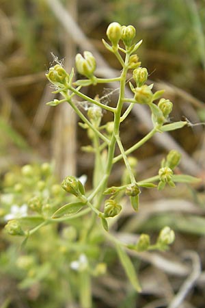 Thesium linophyllon \ Leinblttriger Bergflachs, Mittleres Leinblatt / Bastard Toadflax, D Mainz 31.5.2012