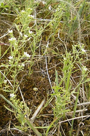 Thesium linophyllon \ Leinblttriger Bergflachs, Mittleres Leinblatt / Bastard Toadflax, D Mainz 31.5.2012