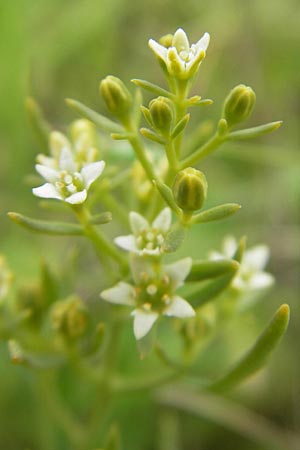 Thesium linophyllon \ Leinblttriger Bergflachs, Mittleres Leinblatt / Bastard Toadflax, D Nördlingen 8.6.2012