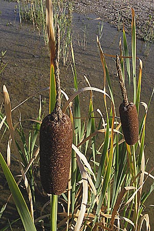 Typha latifolia \ Breitblttriger Rohrkolben / Greater Bulrush, Cattail, D Philippsburg 14.8.2013