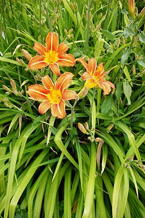 Hemerocallis fulva \ Gelbrote Taglilie / Common Day Lily, D Eichstätt 17.6.2014