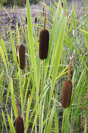 Typha latifolia \ Breitblttriger Rohrkolben / Greater Bulrush, Cattail, D Eich 1.7.2014