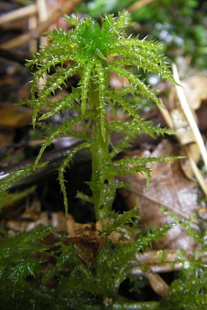Sphagnum squarrosum \ Sparriges Torfmoos / Spiky Bog Moss, D Dinkelsb&uuml;hl 9.10.2009