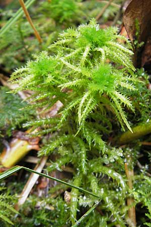 Sphagnum squarrosum \ Sparriges Torfmoos / Spiky Bog Moss, D Dinkelsb&uuml;hl 9.10.2009