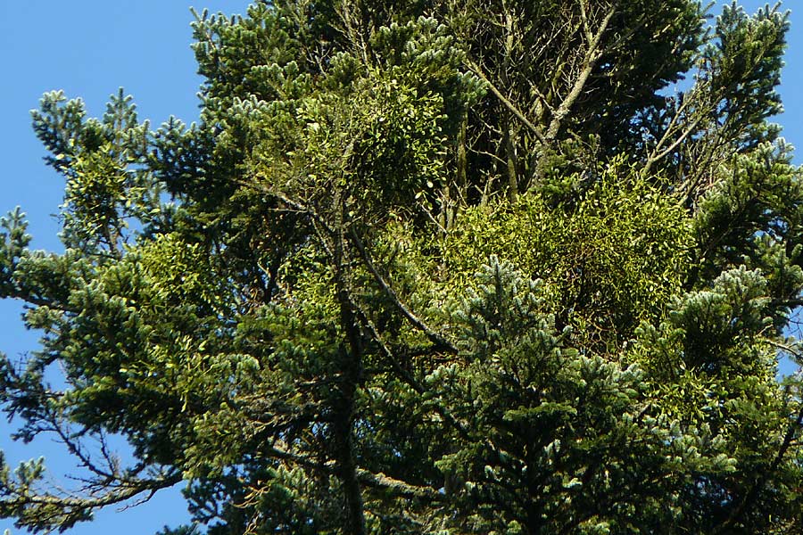 Viscum album subsp. abietis \ Tannen-Mistel / White Mistletoe, Dwarf Mistletoe, D Schwarzwald/Black-Forest, Enzklösterle 28.7.2012