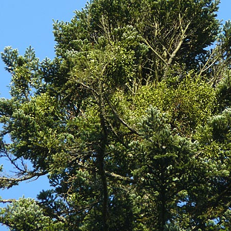 Viscum album subsp. abietis \ Tannen-Mistel / White Mistletoe, Dwarf Mistletoe, D Schwarzwald/Black-Forest, Enzklösterle 28.7.2012