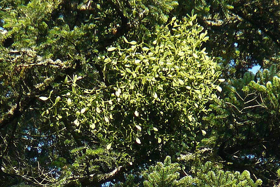 Viscum album subsp. abietis \ Tannen-Mistel / White Mistletoe, Dwarf Mistletoe, D Schwarzwald/Black-Forest, Enzklösterle 28.7.2012