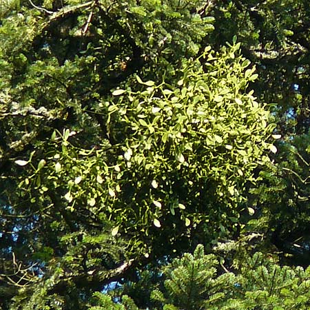 Viscum album subsp. abietis \ Tannen-Mistel / White Mistletoe, Dwarf Mistletoe, D Schwarzwald/Black-Forest, Enzklösterle 28.7.2012
