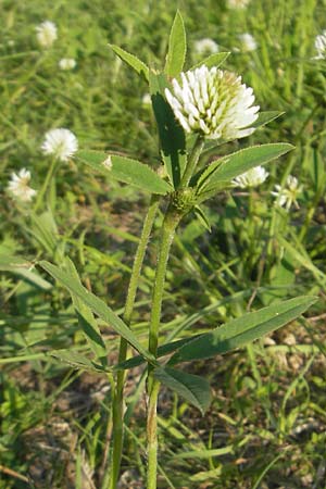 Trifolium montanum \ Berg-Klee / Mountain Clover, D Ketsch 22.5.2012