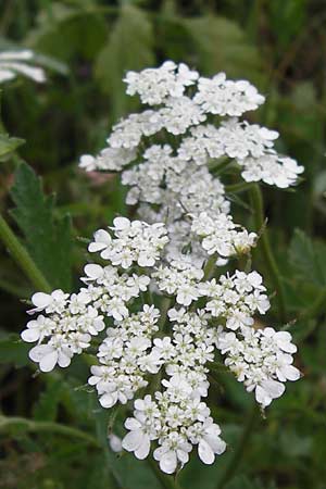 Tordylium maximum \ Groe Zirmet / Hartwort, D Raunheim 29.6.2013