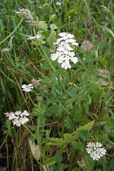 Tordylium maximum \ Groe Zirmet / Hartwort, D Raunheim 29.6.2013