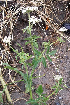 Tordylium maximum \ Groe Zirmet / Hartwort, D Raunheim 29.6.2013