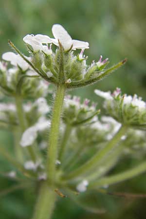Tordylium maximum \ Groe Zirmet / Hartwort, D Raunheim 29.6.2013