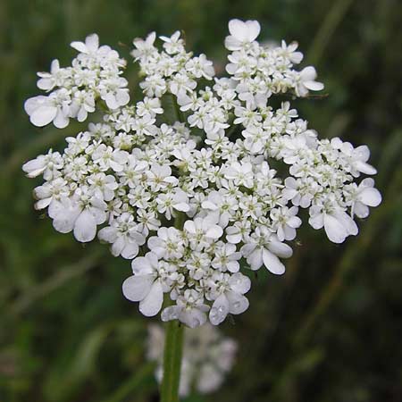 Tordylium maximum \ Groe Zirmet / Hartwort, D Raunheim 29.6.2013