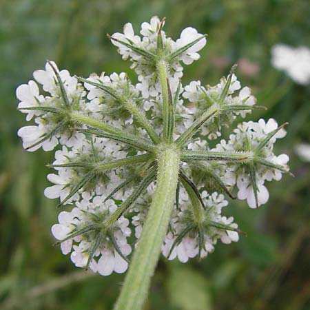 Tordylium maximum \ Groe Zirmet / Hartwort, D Raunheim 29.6.2013