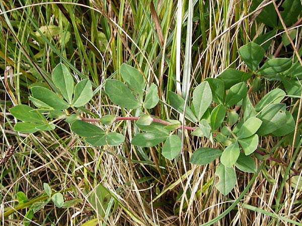 Lotus maritimus \ Gelbe Spargelerbse / Dragon's-Teeth, D Oppenheim 9.8.2014