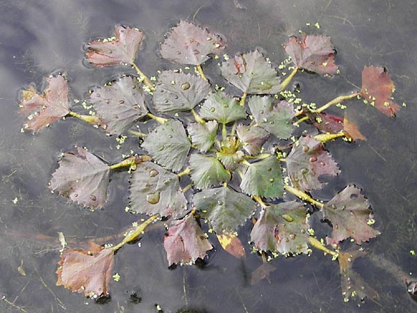 Trapa natans \ Wassernuss / Water Caltrop, D Groß-Gerau 27.9.2012