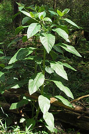 Atropa bella-donna \ Tollkirsche / Deadly Nightshade, D Hüfingen 18.5.2007