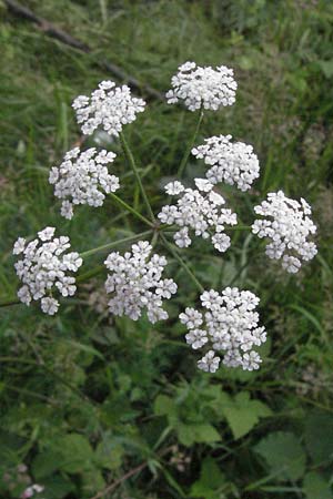 Torilis arvensis \ Acker-Klettenkerbel / Spreading Hedge Parsley, D Bensheim 6.7.2007