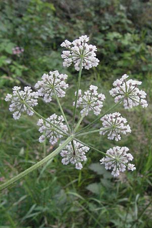Torilis arvensis \ Acker-Klettenkerbel / Spreading Hedge Parsley, D Bensheim 6.7.2007