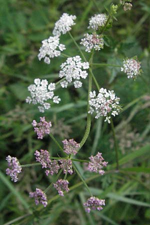 Torilis arvensis \ Acker-Klettenkerbel / Spreading Hedge Parsley, D Bensheim 6.7.2007