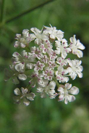 Torilis arvensis \ Acker-Klettenkerbel / Spreading Hedge Parsley, D Bensheim 6.7.2007