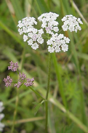 Torilis japonica \ Gewhnlicher Klettenkerbel / Upright Hedge Parsley, D Eching 30.7.2011