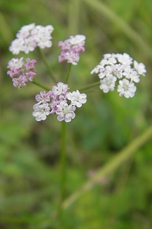 Torilis japonica \ Gewhnlicher Klettenkerbel / Upright Hedge Parsley, D Eching 30.7.2011