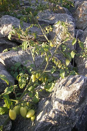 Solanum lycopersicum \ Tomate / Tomato, D Mannheim 20.9.2011