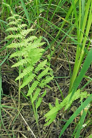 Thelypteris palustris \ Gewhnlicher Sumpf-Farn / Marsh Fern, D Bruchsal 24.5.2011