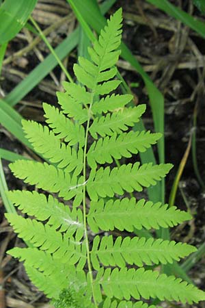 Thelypteris palustris \ Gewhnlicher Sumpf-Farn / Marsh Fern, D Bruchsal 24.5.2011