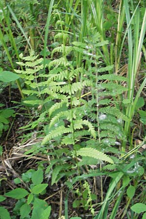 Thelypteris palustris \ Gewhnlicher Sumpf-Farn / Marsh Fern, D Bruchsal 24.5.2011