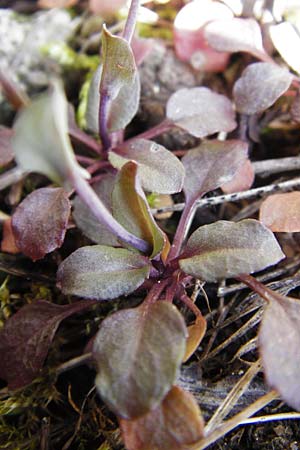 Microthlaspi perfoliatum \ hrchen-Kleintschelkraut, Stngelumfassendes Hellerkraut / Perfoliate Penny-Cress, Claspleaf Penny-Cress, D Neuleiningen 16.3.2014