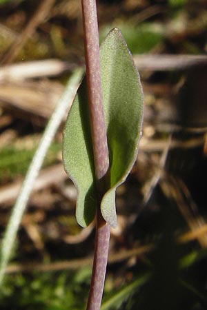Microthlaspi perfoliatum \ hrchen-Kleintschelkraut, Stngelumfassendes Hellerkraut / Perfoliate Penny-Cress, Claspleaf Penny-Cress, D Neuleiningen 16.3.2014