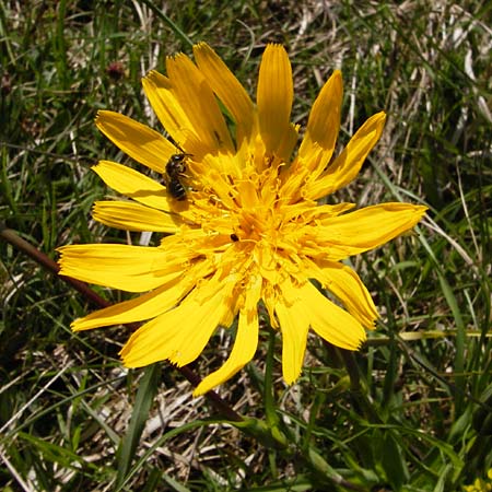 Tragopogon pratensis \ Gewhnlicher Wiesen-Bocksbart, D Bad Ditzenbach 4.5.2014