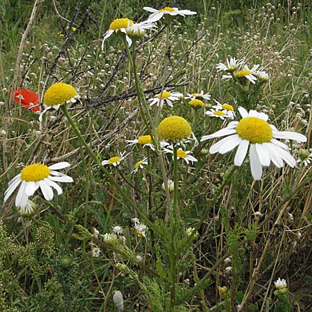 Tripleurospermum inodorum \ Geruchlose Kamille / Scentless Mayweed, D Neuleiningen 16.6.2006